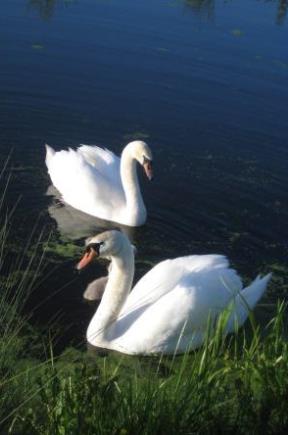 -swans.jpg
